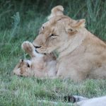 Eine Löwin und ihr Jungtier in Südafrika