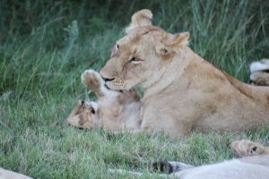 Eine Löwin und ihr Jungtier in Südafrika