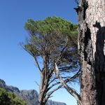 Kletterer auf Felswand mit Tafelberg im Hintergrund, kapstädtische Berglandschaft mit windgeformtem Baum