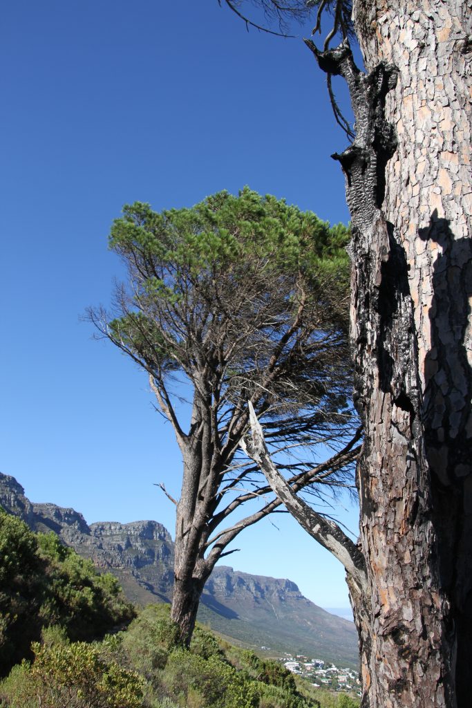 Kletterer auf Felswand mit Tafelberg im Hintergrund, kapstädtische Berglandschaft mit windgeformtem Baum